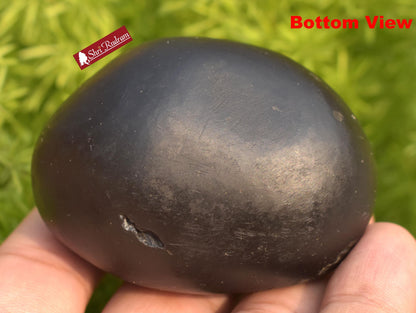ShriRudram Lakshmikant Shaligram, Lakshmikanta  Saligram Stone  Gandaki River Nepal, Ritual Object, Shaligram Shila LK141