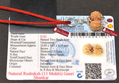 ShriRudram 13 Mukhi Gauri Shankar Rudraksha / Gouri Sankar Rudraksh Java  Bead Lab Certified 16.85 MM