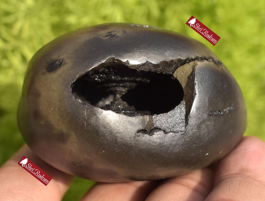 ShriRudram BalaRama Shaligram Bala Ram Saligram Stone Gandaki River Religious Gifts BRS214