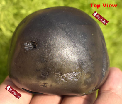 ShriRudram BalaRama Shaligram Bala Ram Saligram Stone Gandaki River Religious Gifts BRS214