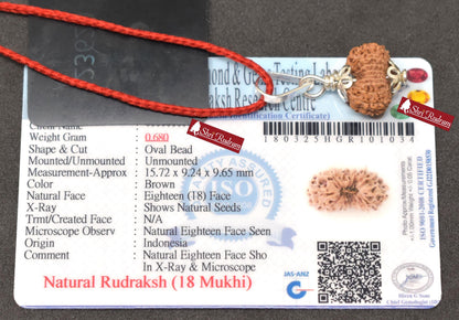 ShriRudram 18 MUkhi Rudraksha / Eighteen Face Rudraksh Java Bead Lab Certified 15.72 MM
