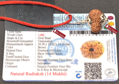 ShriRudram 14 Mukhi Rudraksha / Fourteen Face Rudraksh Java Bead Lab Certified 18.70 MM