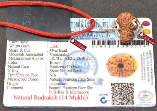 ShriRudram 14 Mukhi Rudraksha / Fourteen Face Rudraksh Java Bead Lab Certified 18.70 MM