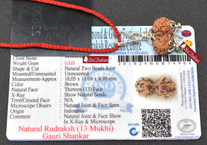 ShriRudram 13 Mukhi Gauri Shankar Rudraksha / Gouri Sankar Rudraksh Java  Bead Lab Certified 18.05 MM