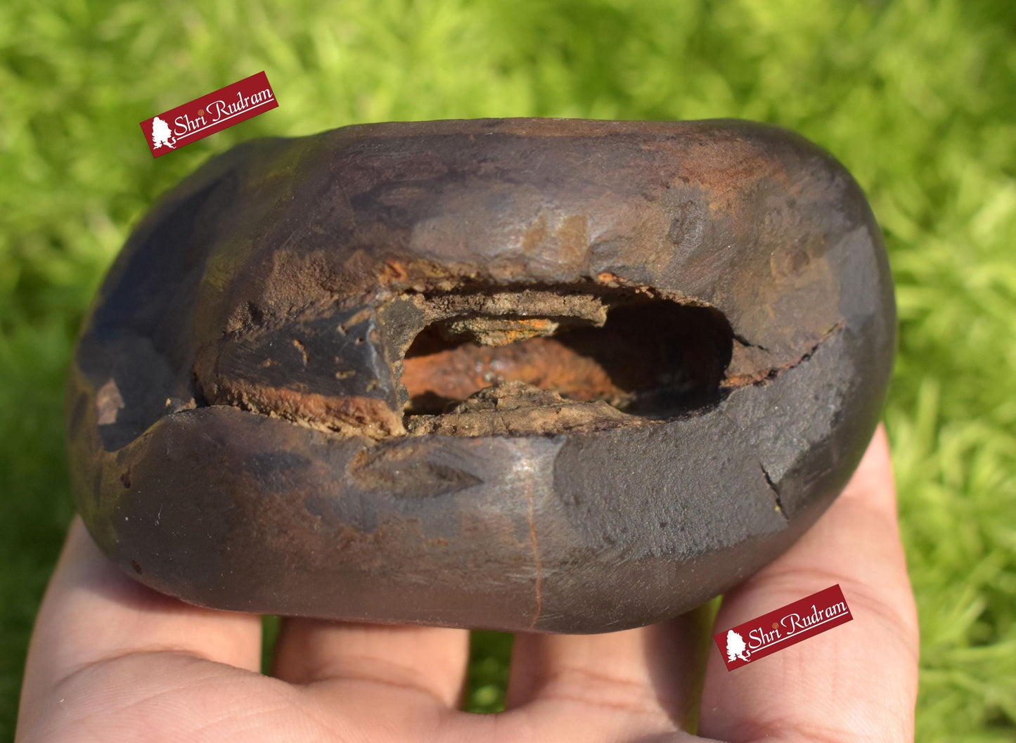 ShriRudram Rare Brown Narsimha Shaligram Four Chakra Saligram Stone Gandaki Nepal,  Pooja Item, Vishnu Puja Religious Gifts NS318