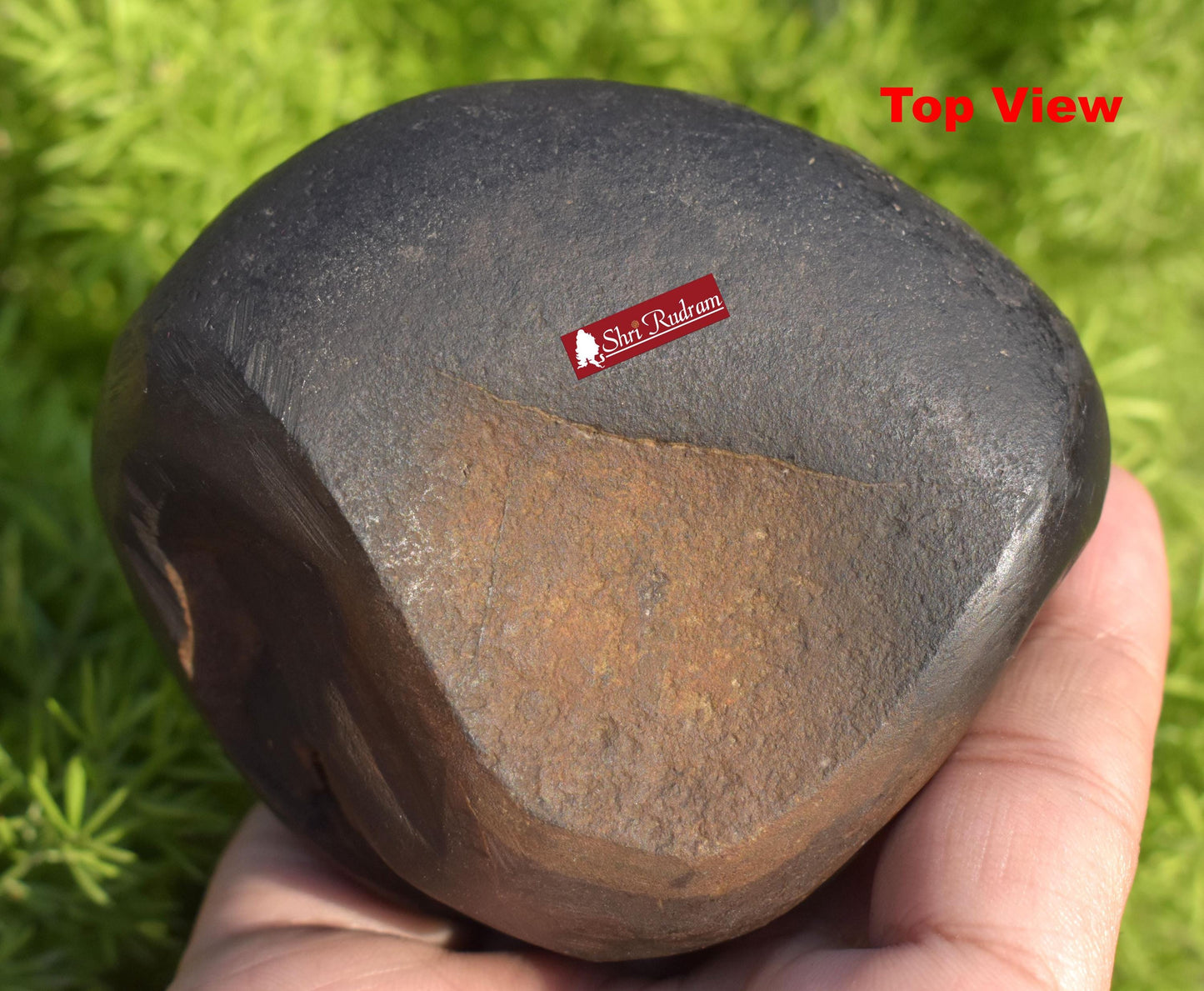 ShriRudram Rare Brown Narsimha Shaligram Four Chakra Saligram Stone Gandaki Nepal,  Pooja Item, Vishnu Puja Religious Gifts NS318