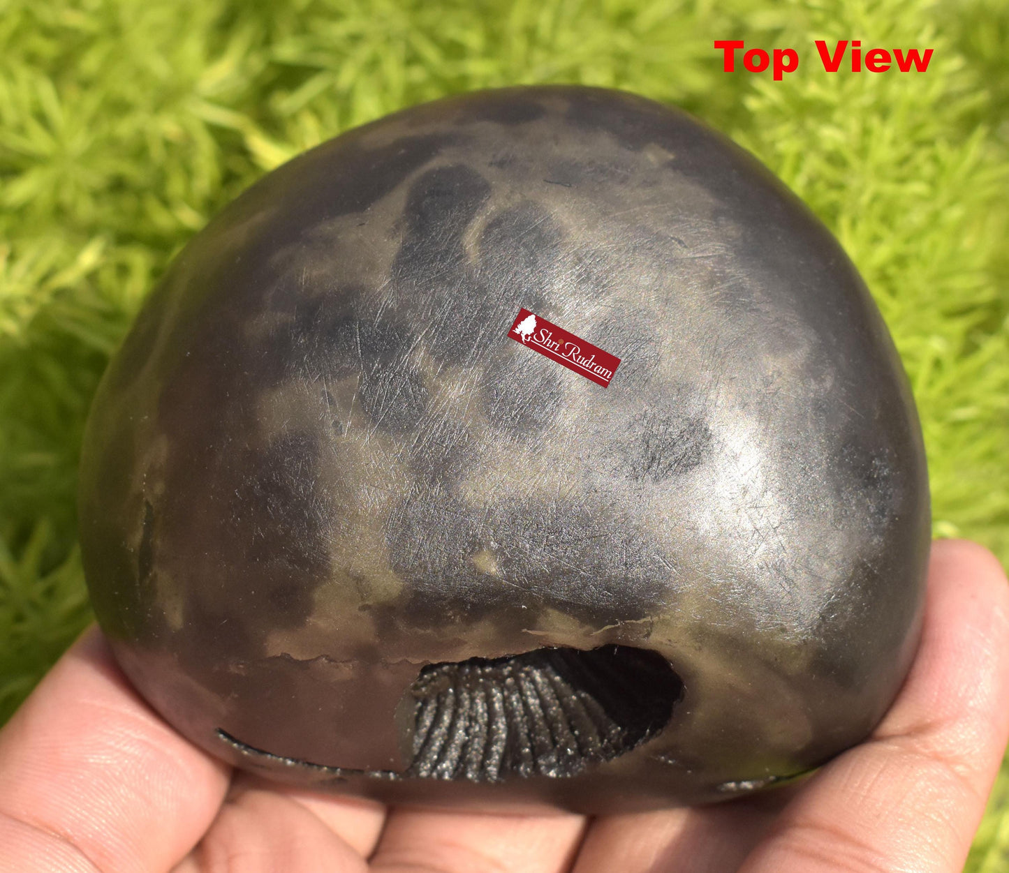 ShriRudram Narayan Shaligram , Narayana Stone Gandaki River , Religious Gifts , Ritual Object NLG400