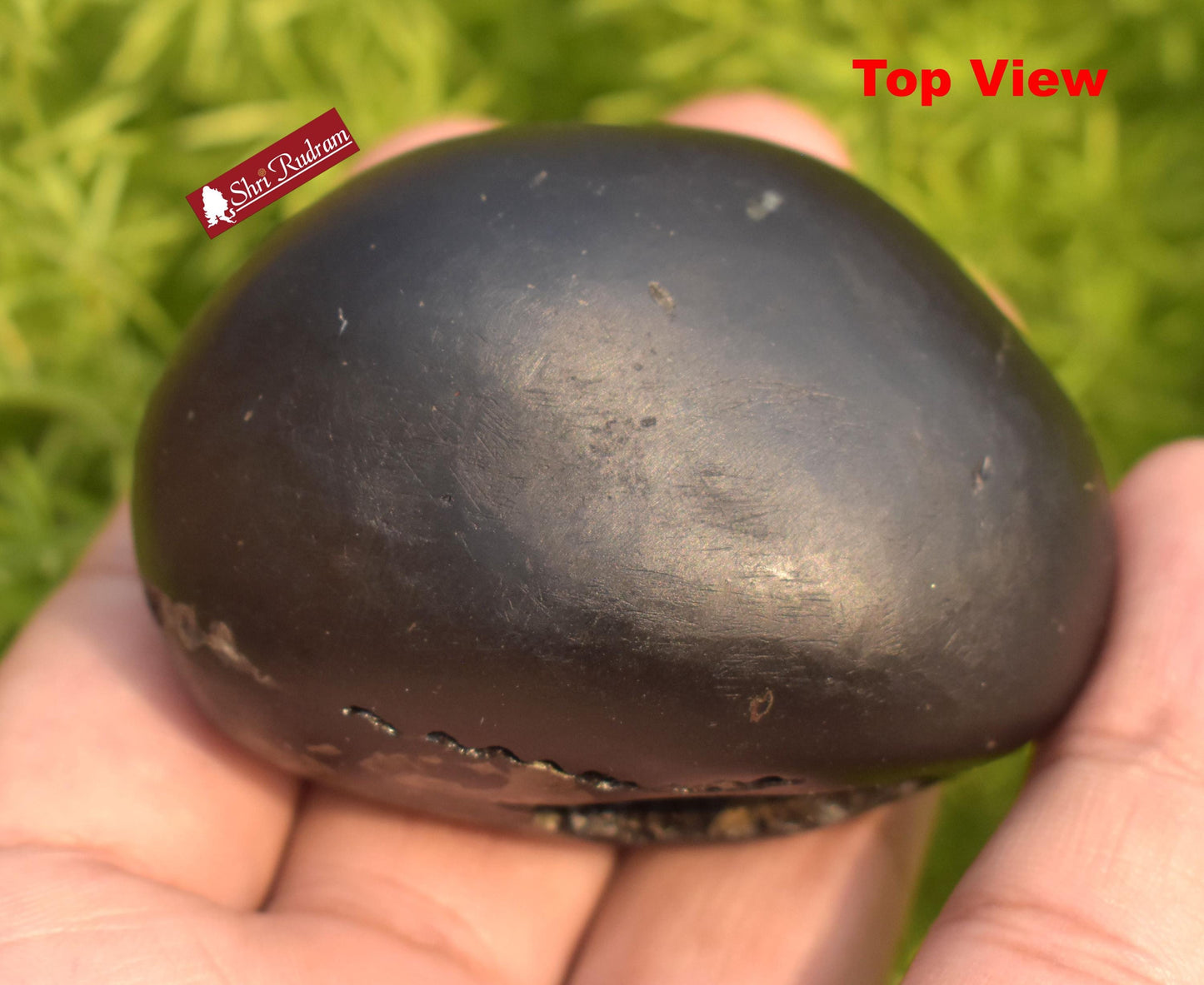 ShriRudram Lakshmikant Shaligram, Lakshmikanta  Saligram Stone  Gandaki River Nepal, Ritual Object, Shaligram Shila LK141