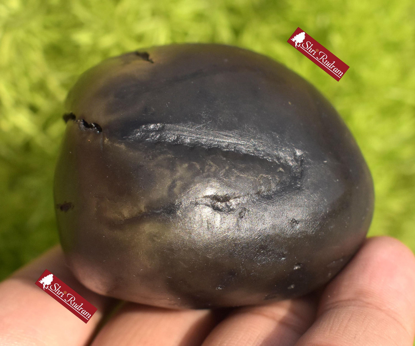 ShriRudram BalaRama Shaligram Bala Ram Saligram Stone Gandaki River Religious Gifts BRS214