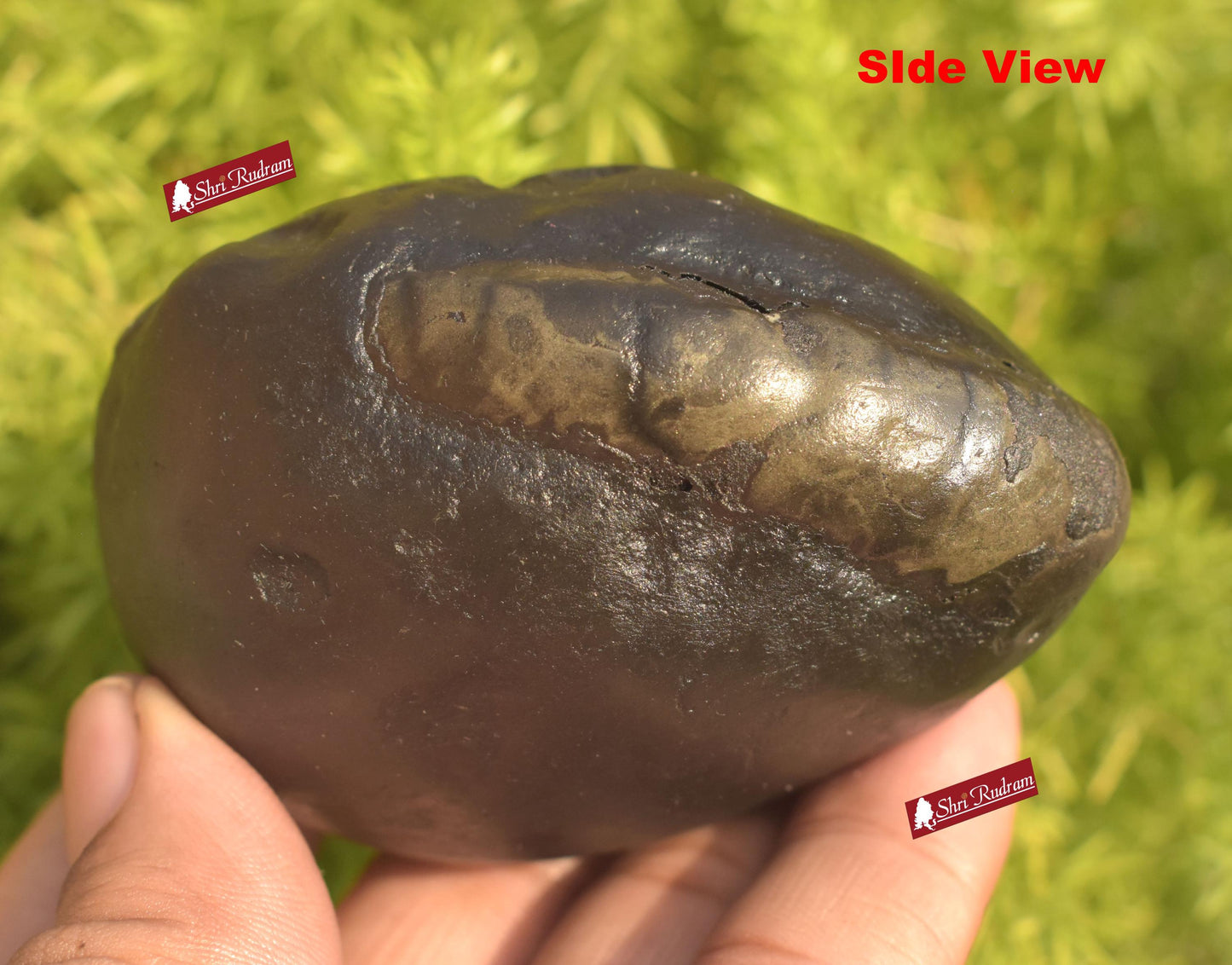 ShriRudram Parshuram Shaligram Parshurama Shaligram Shila Gandaki River Nepal PRS312