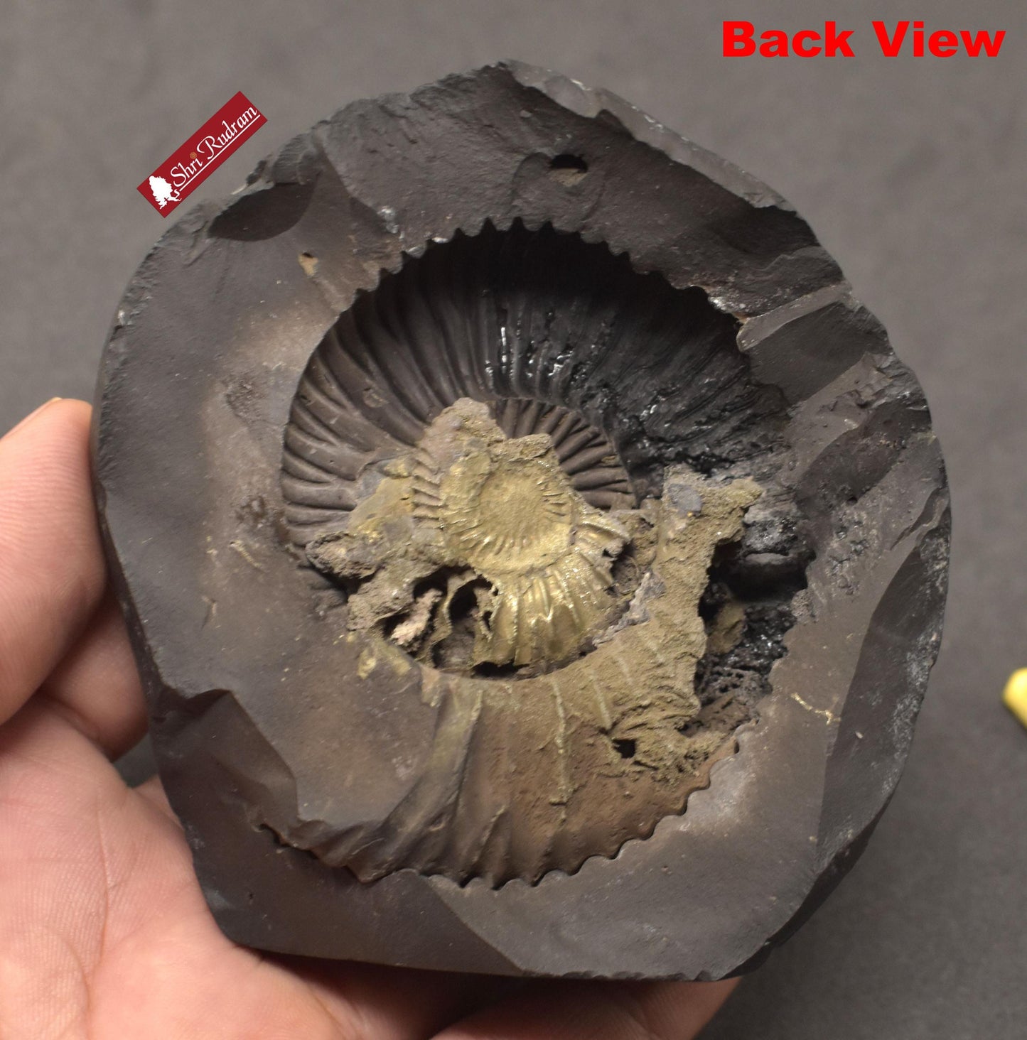 ShriRudram Mahakali Murti Dakshineswar Kali Idol Statue Carved on Sudarshan Shaligram Nepal KLM230