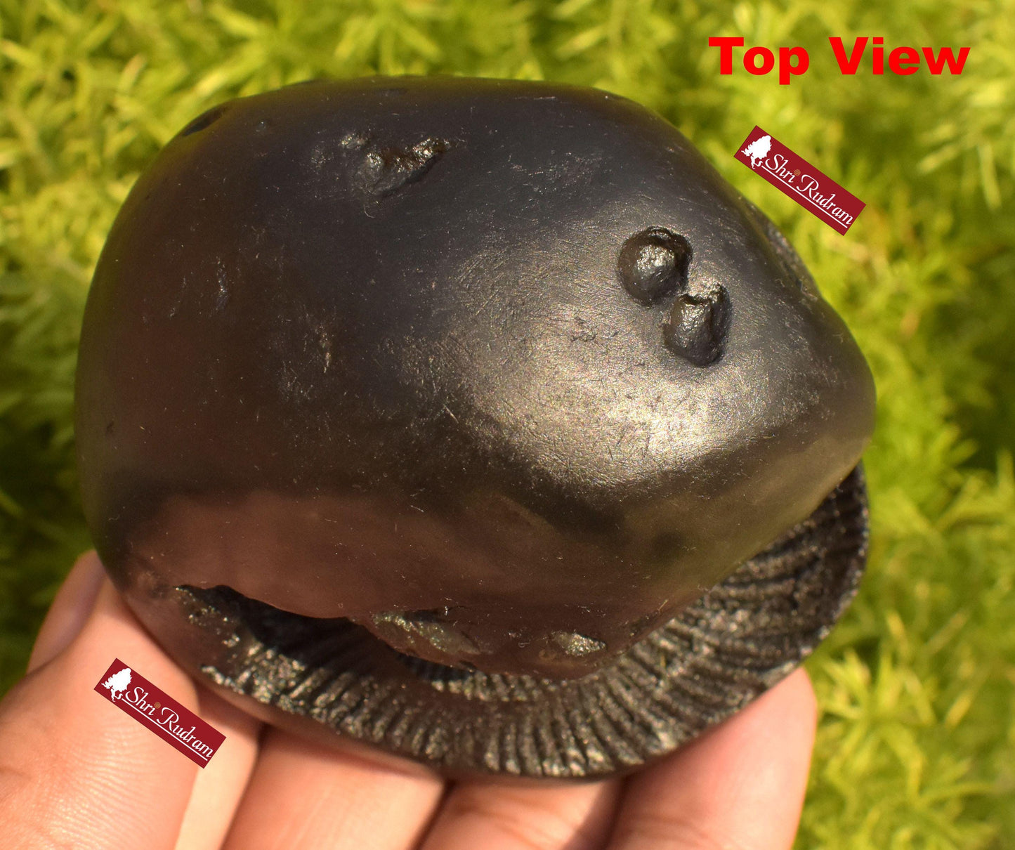 ShriRudram Golden Narsimha Shaligram, Big Size Saligram Stone - Gandaki Nepal, Ritual Object, Pooja Item, Vishnu Puja, Religious Gifts NS292