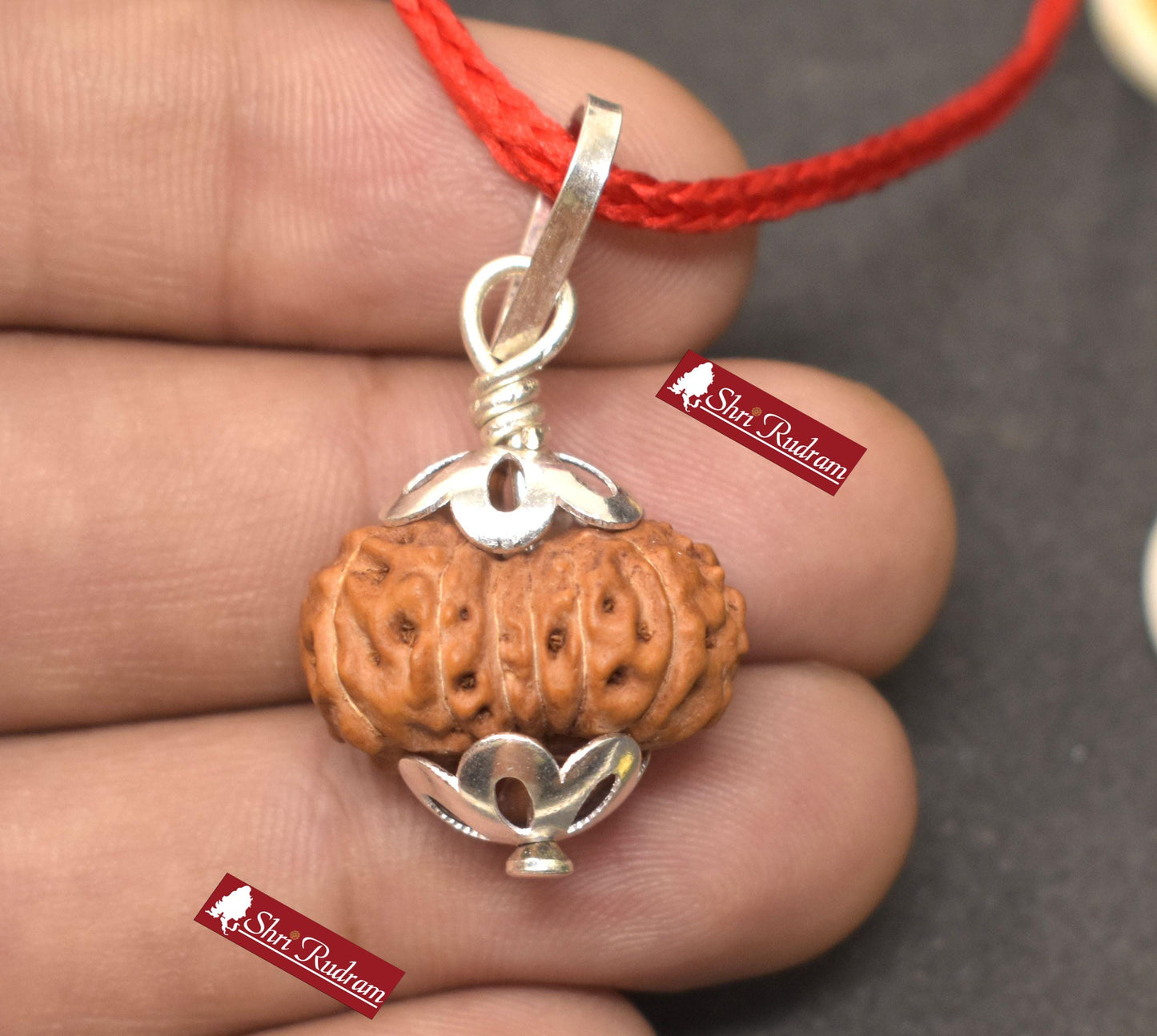 ShriRudram 14 Mukhi Rudraksha / Fourteen Face Rudraksh Java Bead Lab Certified 21.15 MM
