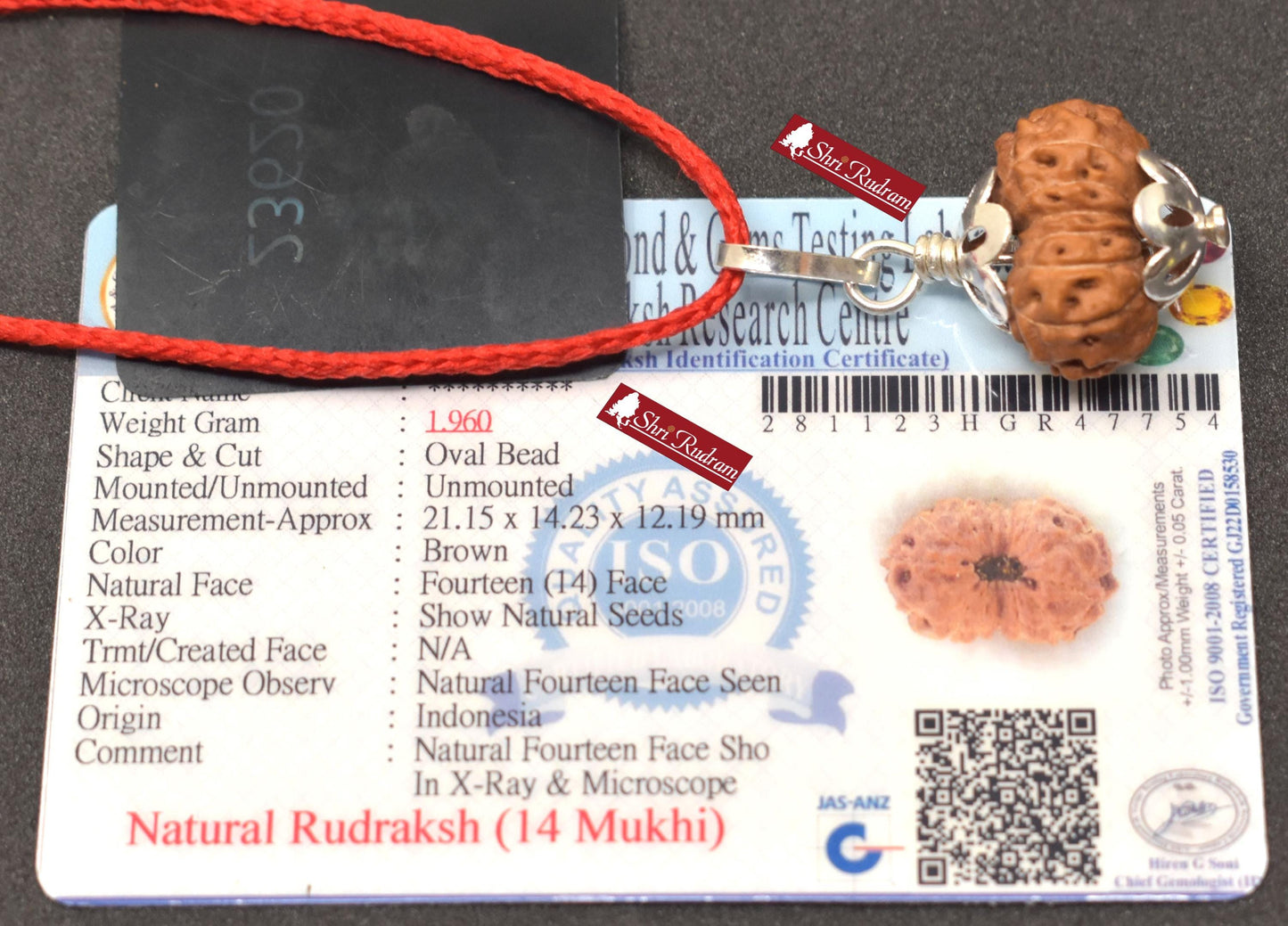 ShriRudram 14 Mukhi Rudraksha / Fourteen Face Rudraksh Java Bead Lab Certified 21.15 MM