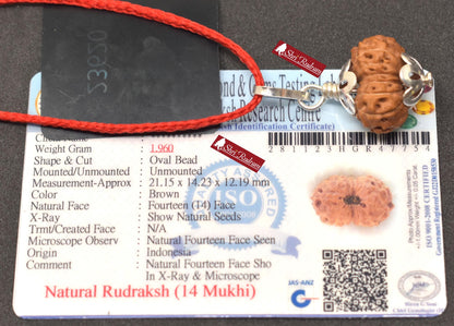 ShriRudram 14 Mukhi Rudraksha / Fourteen Face Rudraksh Java Bead Lab Certified 21.15 MM