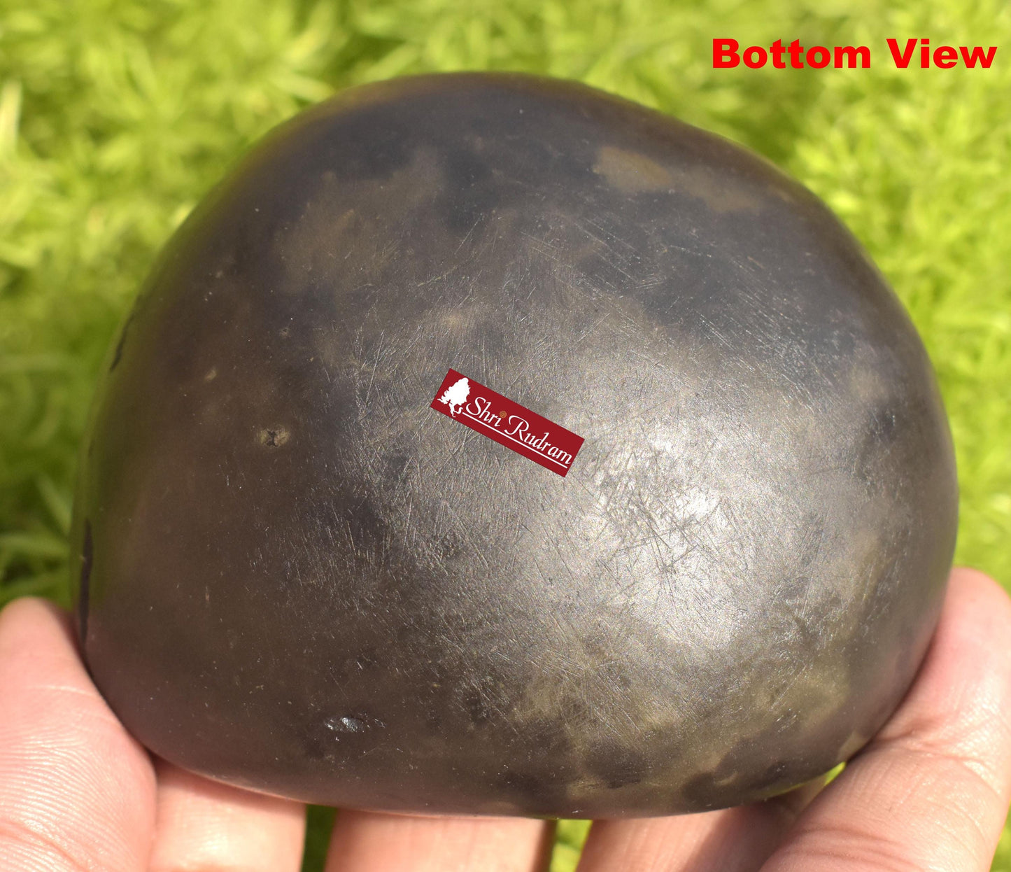 ShriRudram Narayan Shaligram , Narayana Stone Gandaki River , Religious Gifts , Ritual Object NLG400