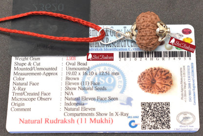 ShriRudram 11 Mukhi Rudraksha / Eleven Face Rudraksh Java Bead Lab Certified 19.02 MM