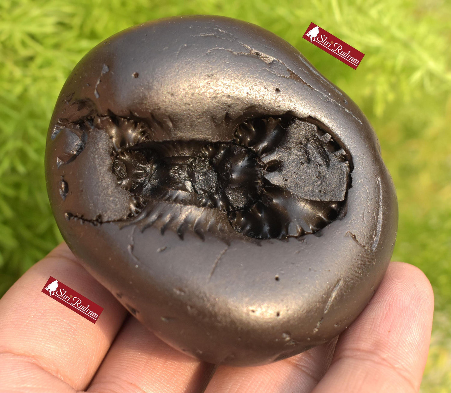 ShriRudram Sita Ram Shaligram Seeta Rama Saligram Stone Gandaki River , Religious Gifts SRS202
