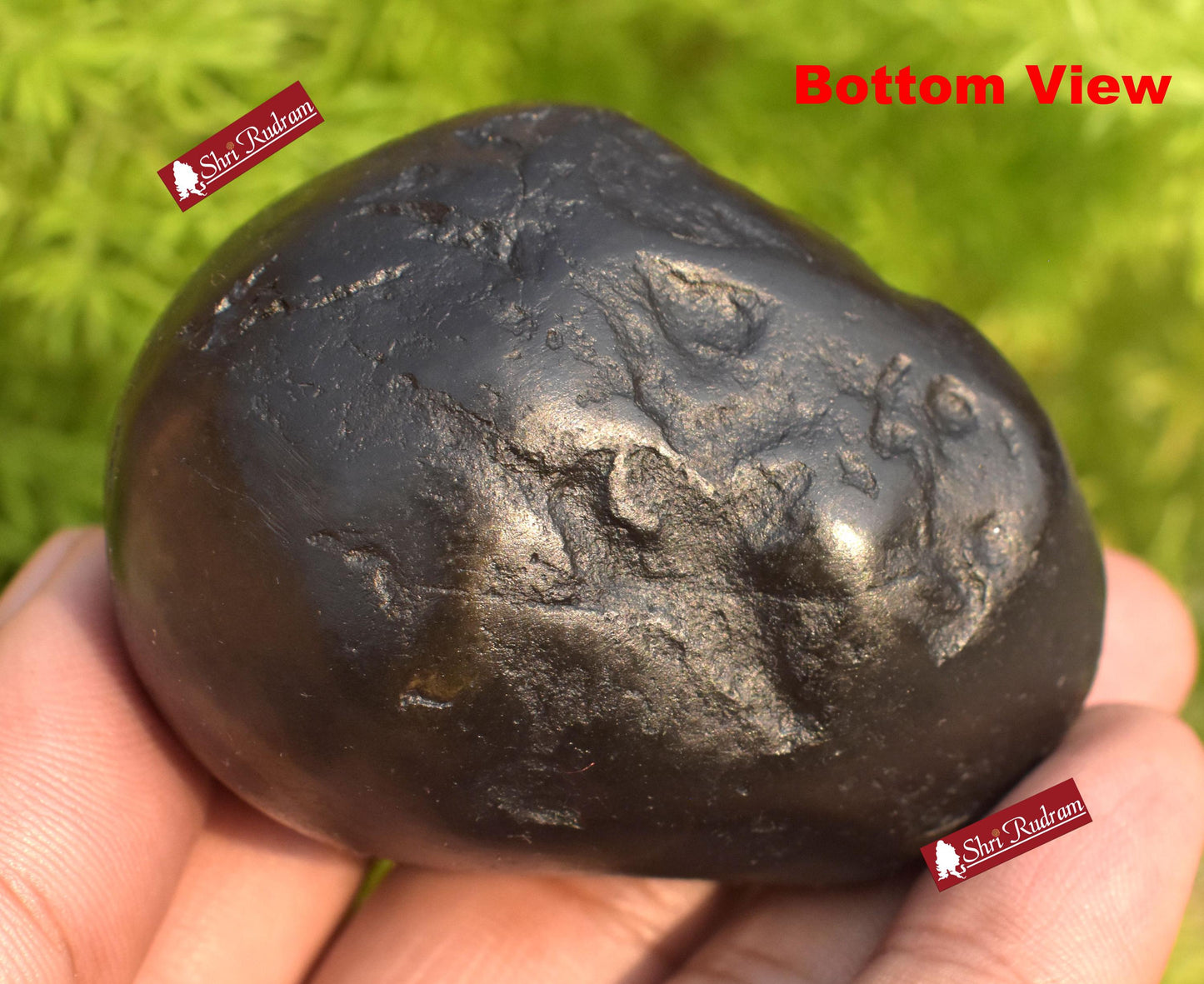ShriRudram Golden Padmanabha Shaligram Padma Nabha Saligram Stone Gandaki Nepal PN165