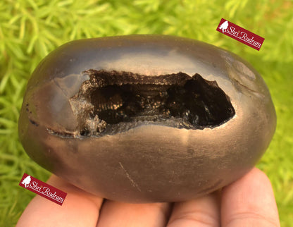 ShriRudram Rare Golden Narsimha Shaligram, Saligram Stone - Gandaki Nepal, Ritual Object, Pooja Item, Vishnu Puja, Religious Gifts NS308