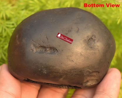 ShriRudram Rare Golden Narsimha Shaligram, Saligram Stone - Gandaki Nepal, Ritual Object, Pooja Item, Vishnu Puja, Religious Gifts NS308