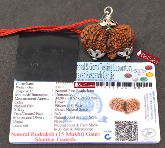 ShriRudram 15 Mukhi Gauri Shankar Ganesh Rudraksha Gouri Sankar Ganesha Rudraksh Nepal Bead Lab Certified 34.08  MM