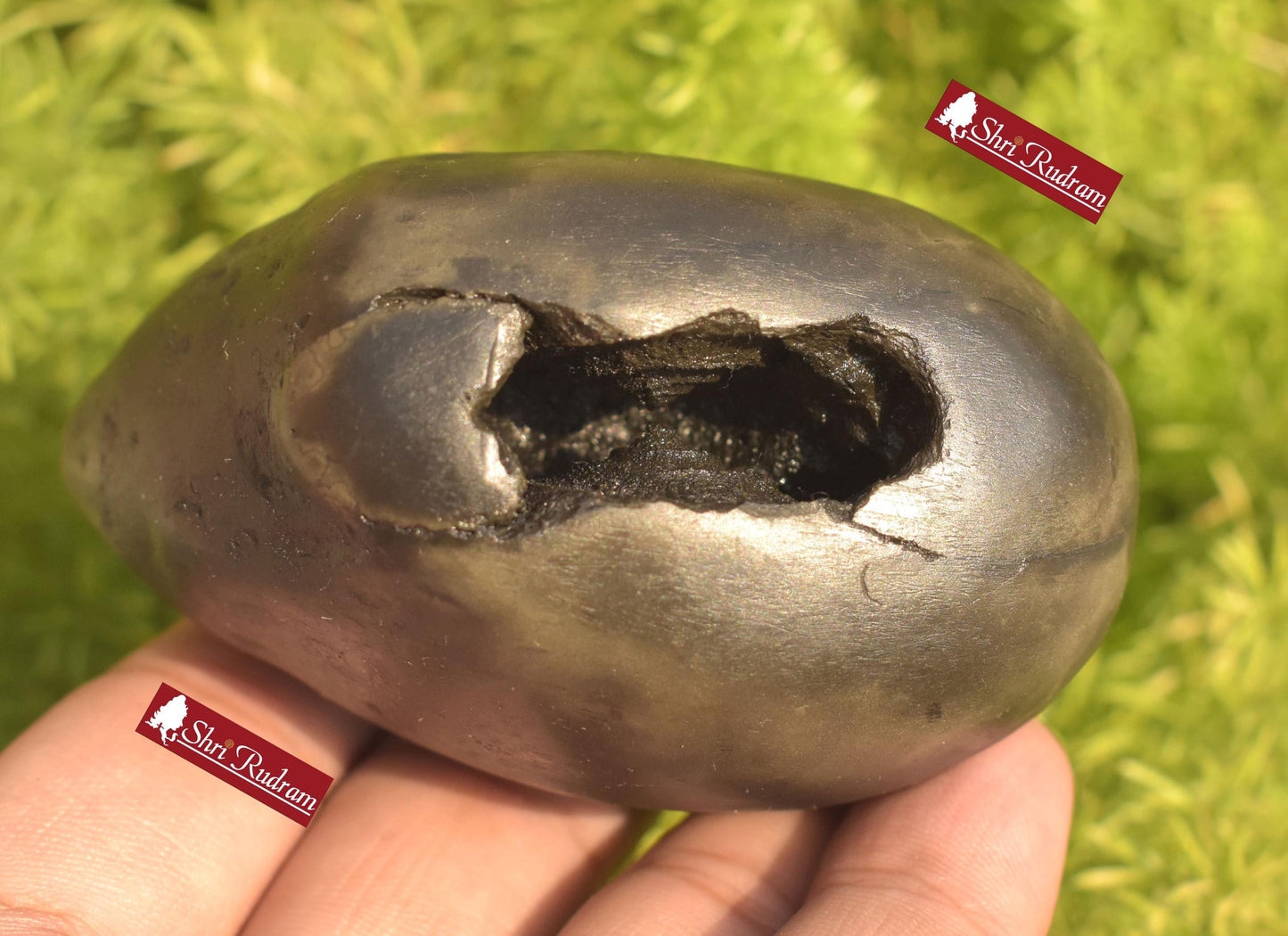 ShriRudram Parshuram Shaligram Parshurama Shaligram Shila Gandaki River Nepal PRS312