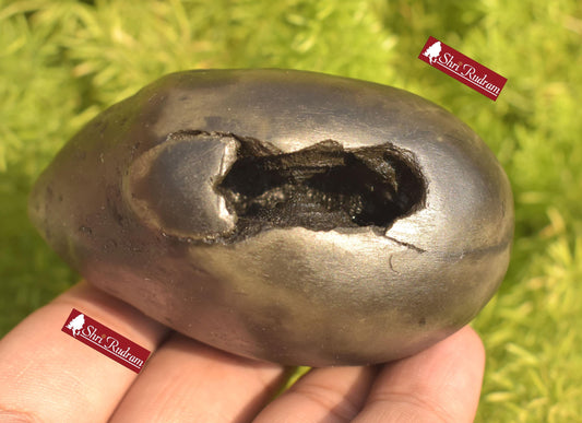 ShriRudram Parshuram Shaligram Parshurama Shaligram Shila Gandaki River Nepal PRS312