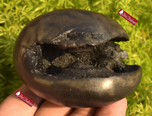 ShriRudram Golden Narsimha Shaligram, Big Size Saligram Stone - Gandaki Nepal, Ritual Object, Pooja Item, Vishnu Puja, Religious Gifts NS292