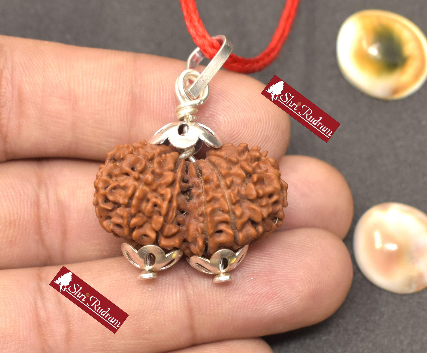 ShriRudram 14 Mukhi Gauri Shankar Rudraksha / Fourteen Face Gouri Sankar Rudraksh Nepal  Bead Lab Certified 30.11 MM