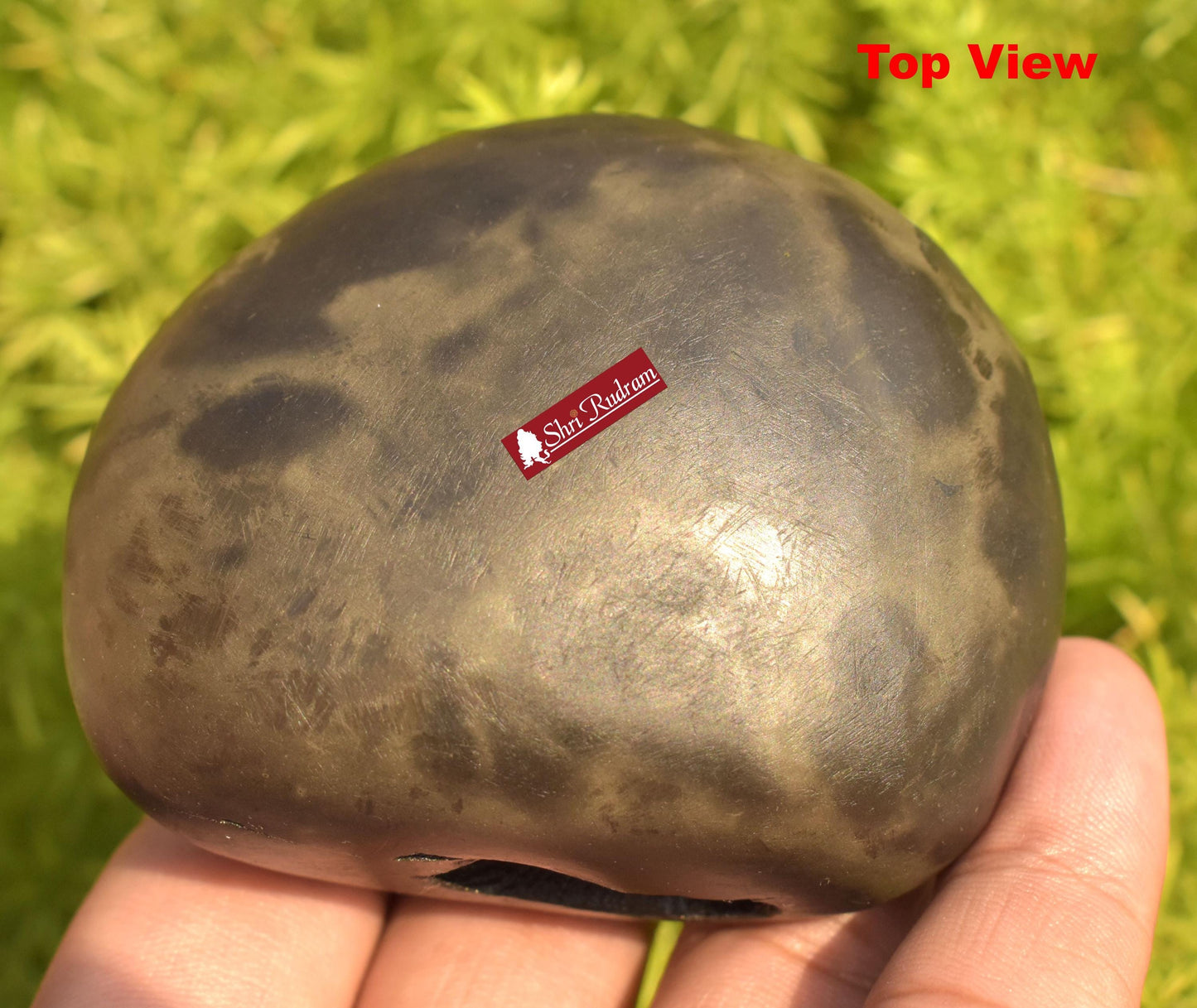 ShriRudram Krishna Shaligram / Krishan kanhaiya Saligram Stone Ritual Object Spiritual Item Gandaki Nepal KS282