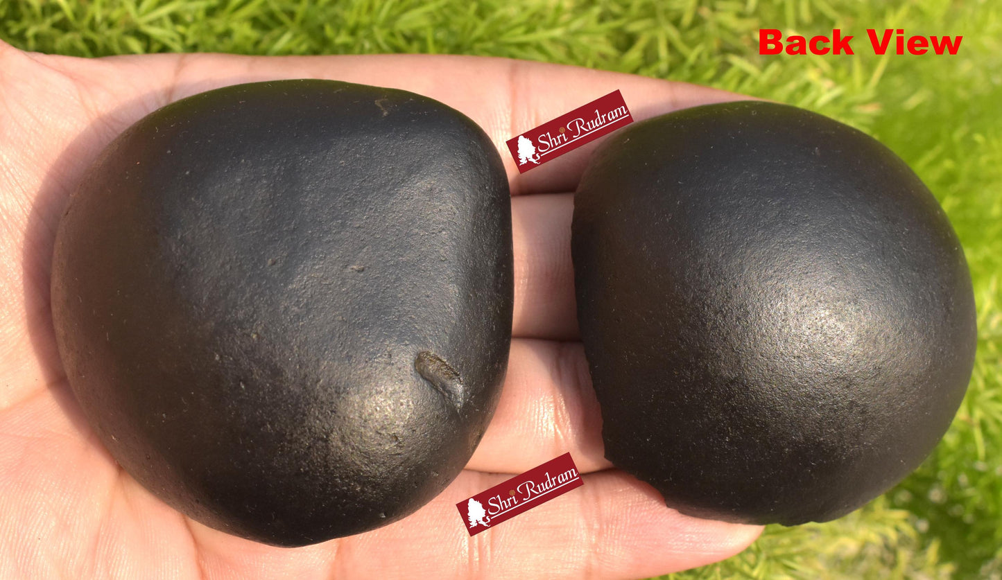 ShriRudram Laxmi Venkateshwar Tilak Shaligram, Rare & Special Two Piece, Religious Gifts, Saligram Stone - Gandaki Nepal DLK230