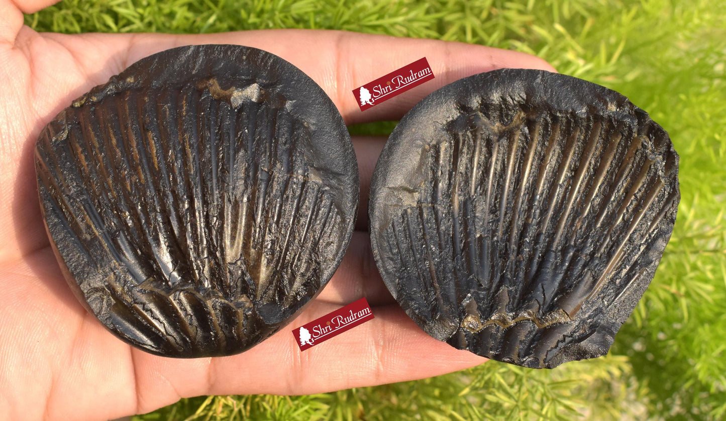 ShriRudram Laxmi Venkateshwar Tilak Shaligram, Rare & Special Two Piece, Religious Gifts, Saligram Stone - Gandaki Nepal DLK230