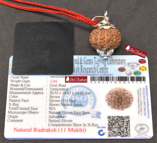 ShriRudram 11 Mukhi Rudraksha / Eleven Face Rudraksh Java Bead Lab Certified 20.52 MM
