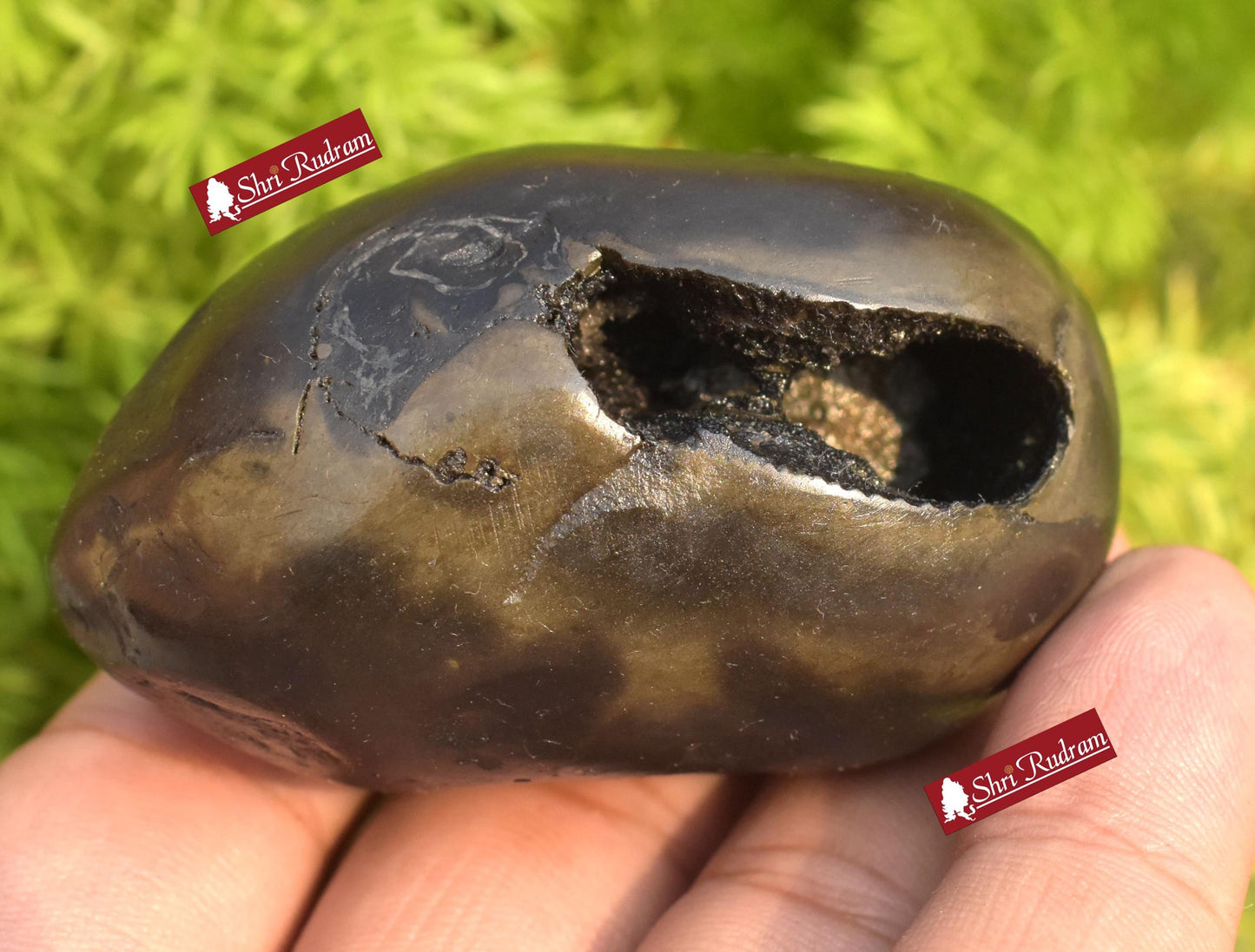 ShriRudram Golden Padmanabha Shaligram Padma Nabha Saligram Stone Gandaki Nepal PN165