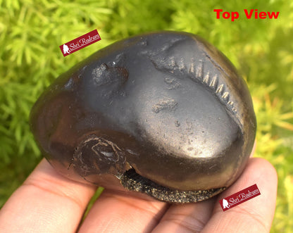 ShriRudram Golden Padmanabha Shaligram Padma Nabha Saligram Stone Gandaki Nepal PN165