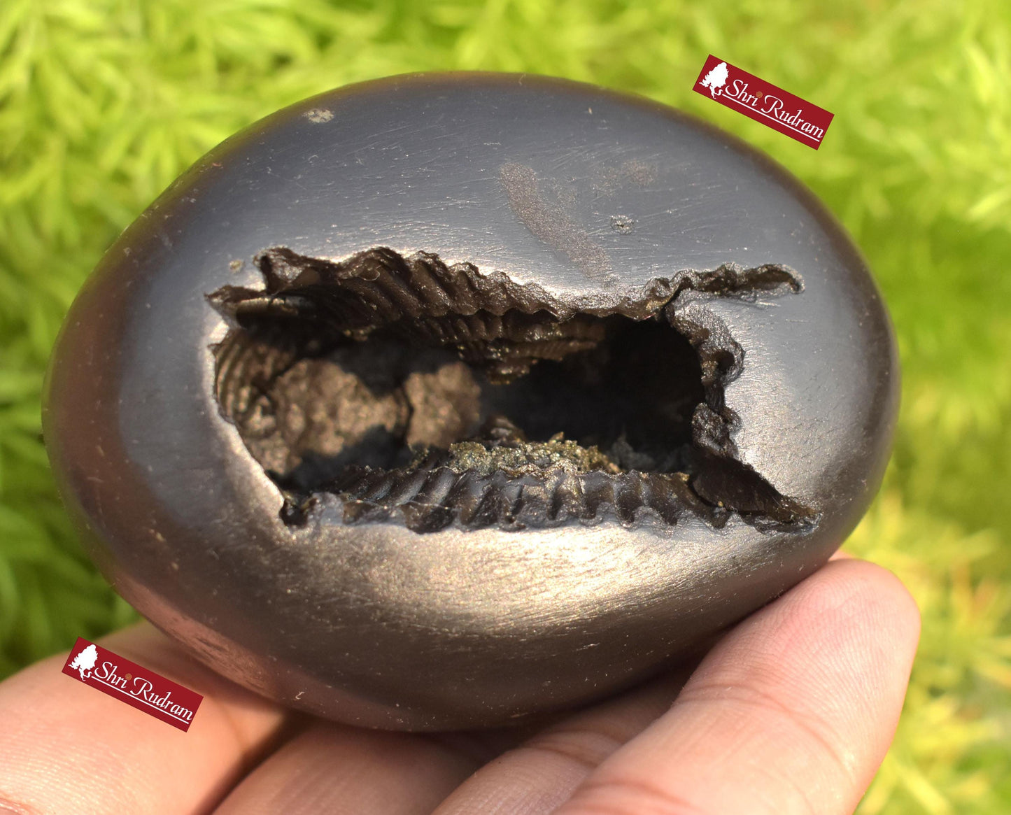 ShriRudram Krishna Shaligram / Krishan kanhaiya Saligram Stone Ritual Object Spiritual Item Gandaki Nepal KS294