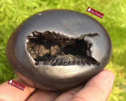 ShriRudram Krishna Shaligram / Krishan kanhaiya Saligram Stone Ritual Object Spiritual Item Gandaki Nepal KS294