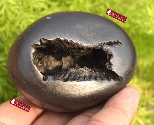 ShriRudram Krishna Shaligram / Krishan kanhaiya Saligram Stone Ritual Object Spiritual Item Gandaki Nepal KS294