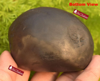 ShriRudram Rare Golden Narsimha Shaligram, Saligram Stone - Gandaki Nepal, Ritual Object, Pooja Item, Vishnu Puja, Religious Gifts NS308