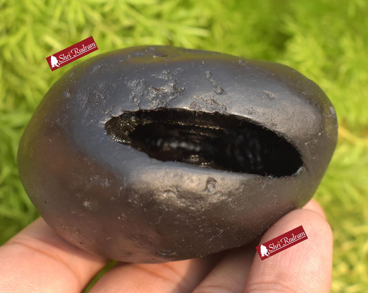 ShriRudram Luxmi Damodar Shaligram / Laxmi Damodara Saligram Stone Gandaki Nepal LD214
