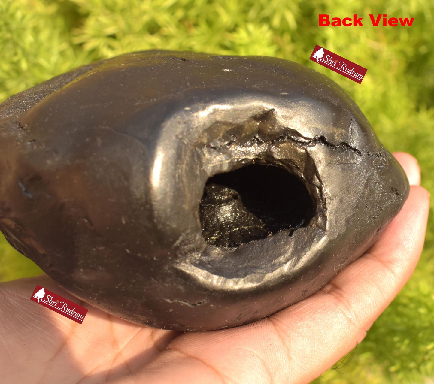 ShriRudram Golden Matsya 4 Chakra Shaligram / Matasya Saligram Stone Four Chakra Gandaki Nepal MS1355