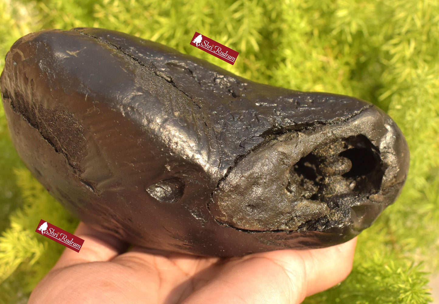 ShriRudram Golden Matsya 4 Chakra Shaligram / Matasya Saligram Stone Four Chakra Gandaki Nepal MS1355