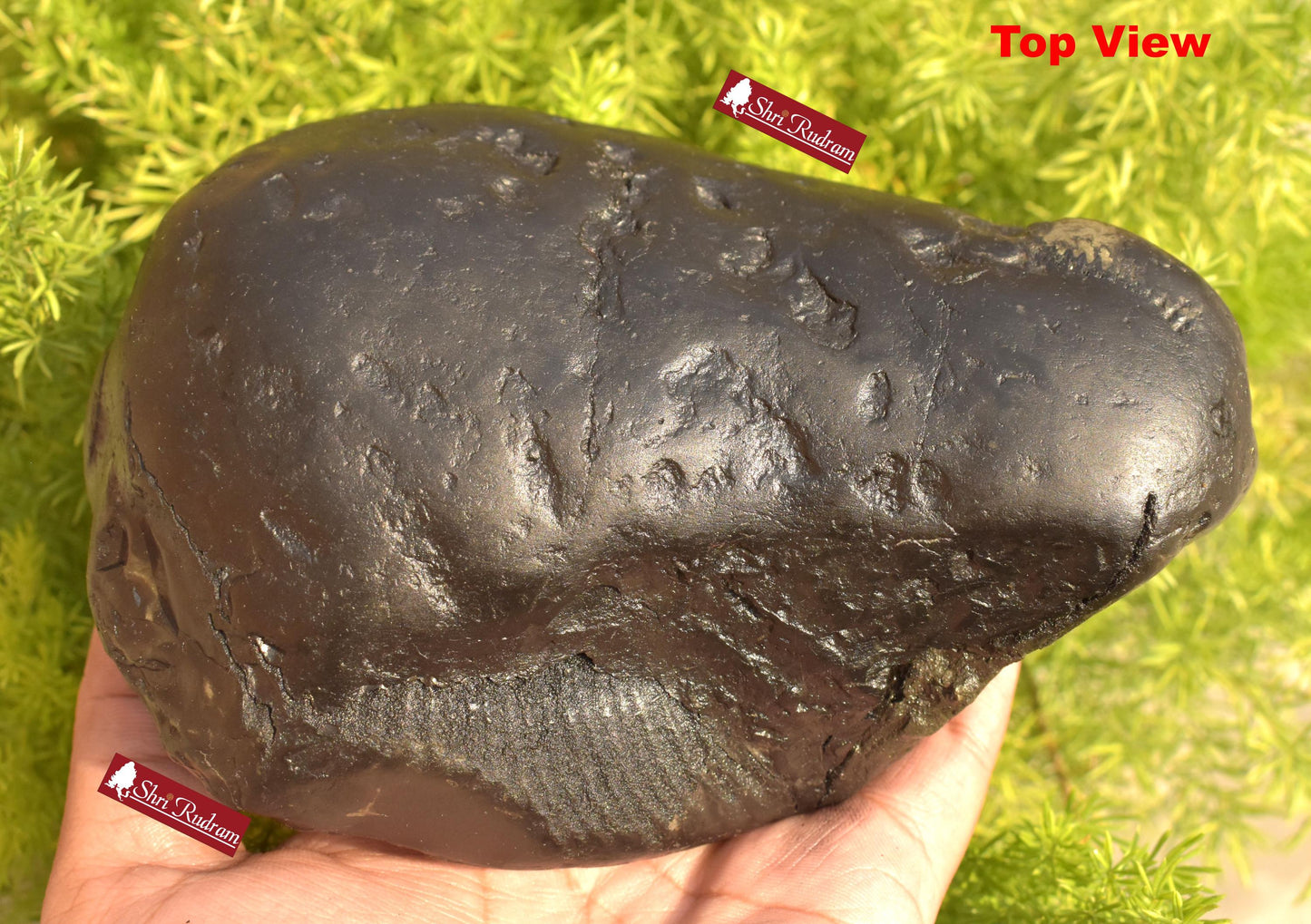 ShriRudram Golden Matsya 4 Chakra Shaligram / Matasya Saligram Stone Four Chakra Gandaki Nepal MS1355