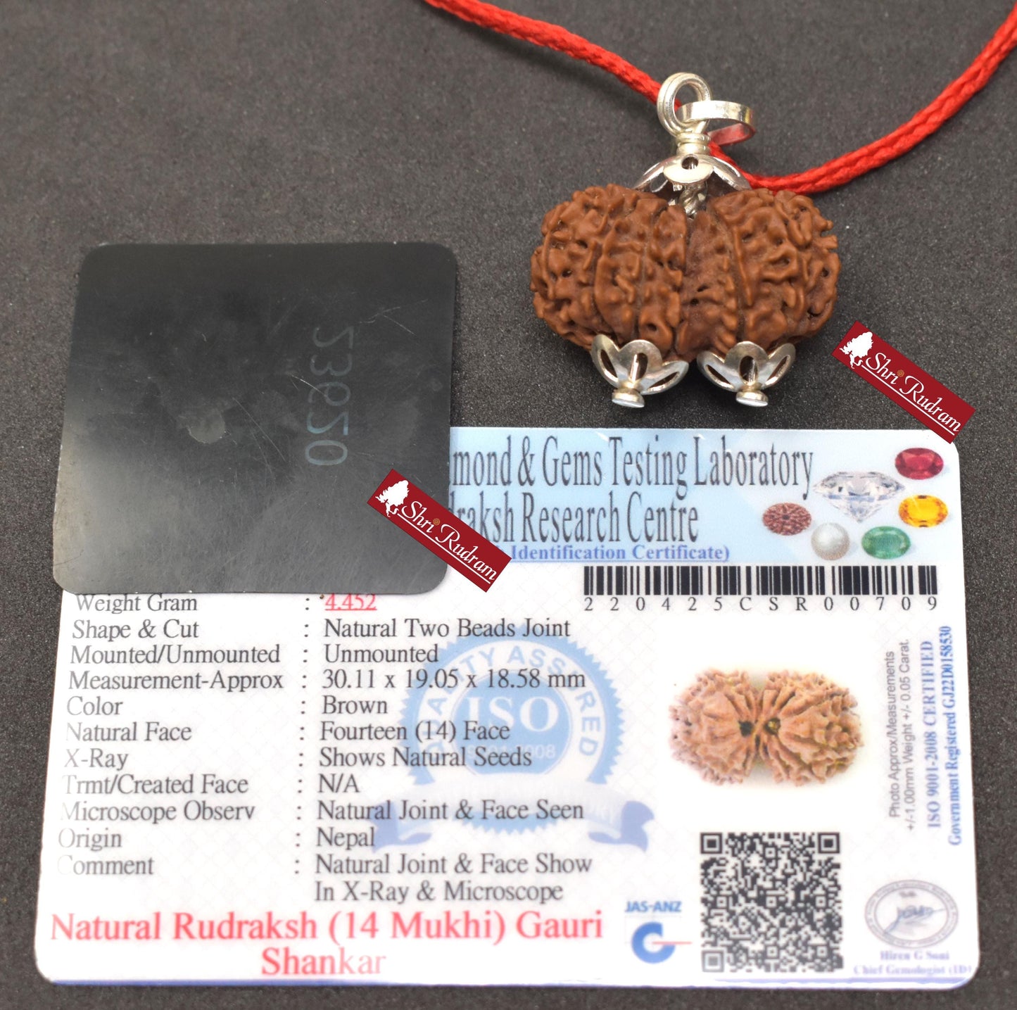 ShriRudram 14 Mukhi Gauri Shankar Rudraksha / Fourteen Face Gouri Sankar Rudraksh Nepal  Bead Lab Certified 30.11 MM
