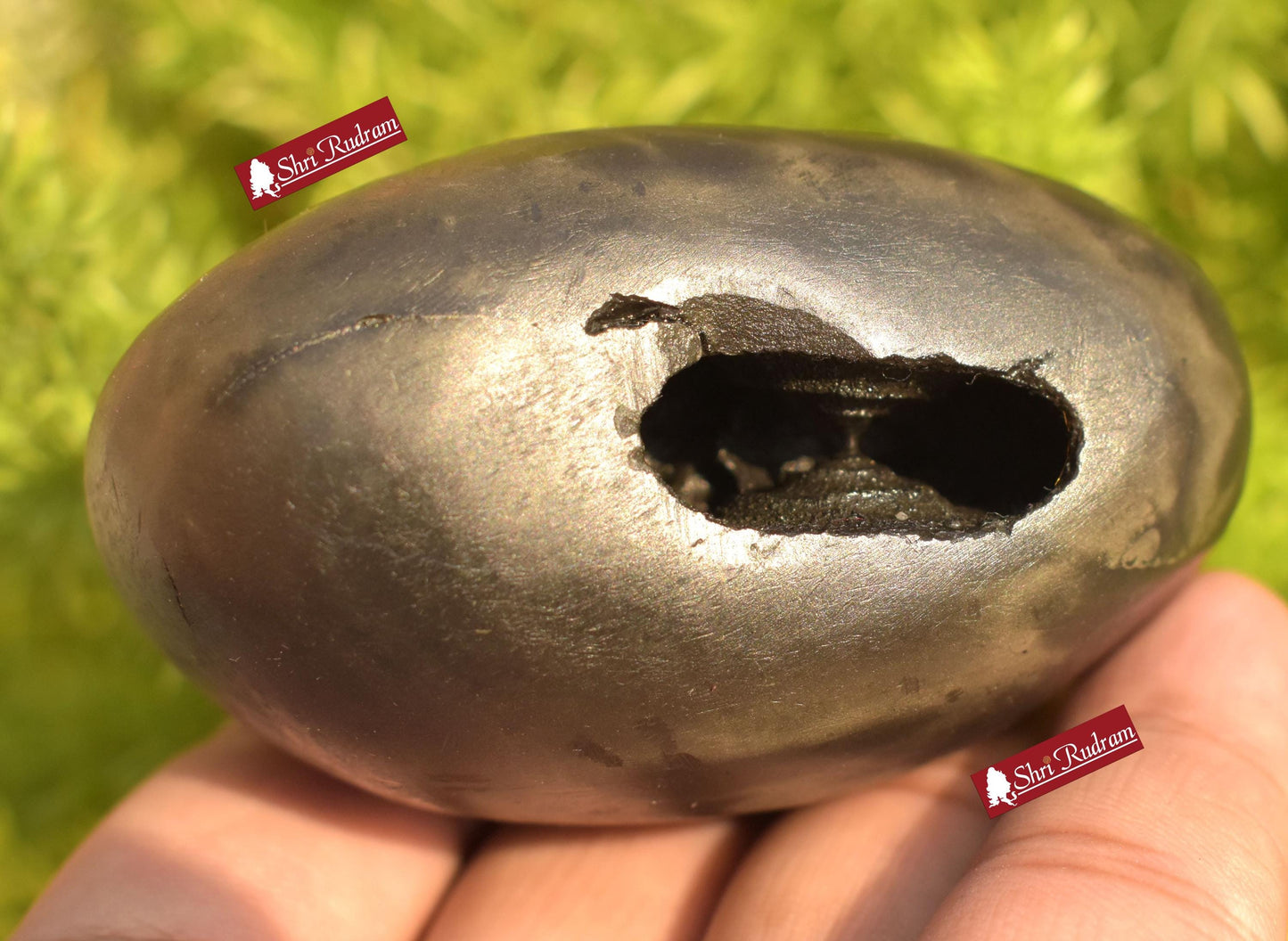 ShriRudram Krishna Shaligram / Krishan kanhaiya Saligram Stone Ritual Object Spiritual Item Gandaki Nepal KS282