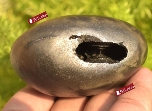 ShriRudram Krishna Shaligram / Krishan kanhaiya Saligram Stone Ritual Object Spiritual Item Gandaki Nepal KS282