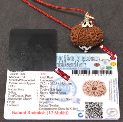 ShriRudram 12 Mukhi Rudraksha / Twelve Face Rudraksh Nepal Bead Lab Certified 27.51 MM