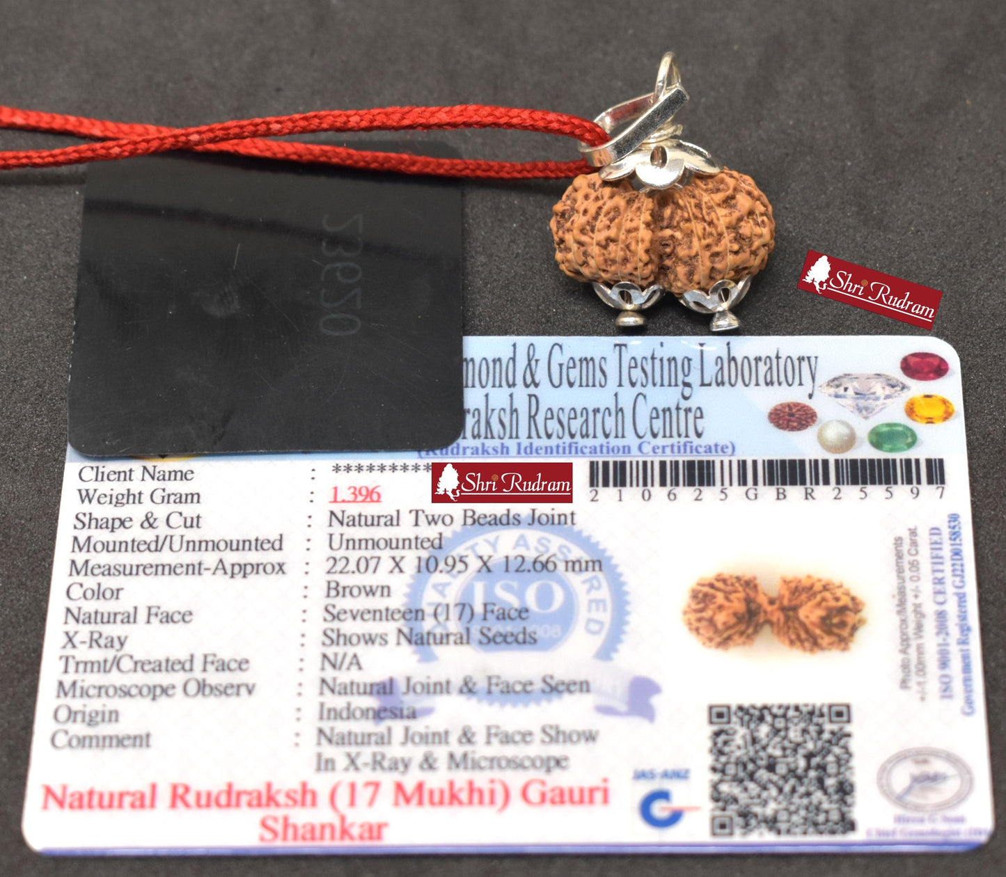ShriRudram 17 Mukhi Gauri Shankar Rudraksha / Gouri Sankar Rudraksh Java  Bead Small Size Lab Certified 22.07 MM
