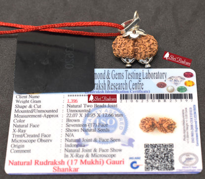 ShriRudram 17 Mukhi Gauri Shankar Rudraksha / Gouri Sankar Rudraksh Java  Bead Small Size Lab Certified 22.07 MM